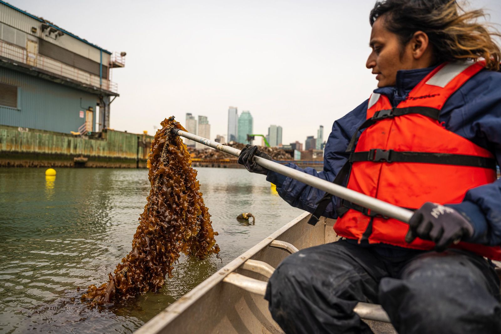 Kelp Farming May Help Clean Polluted Waterways and Fight Climate Change - newsjustin.press