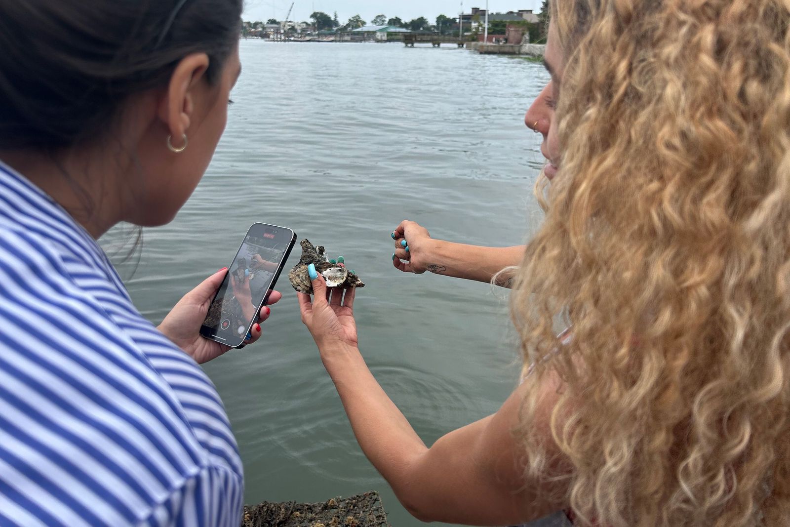 Old Shells Are Bringing New Oysters to the Waters of City Island - newsjustin.press